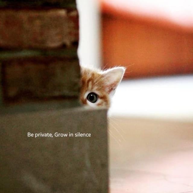 ?????? ???????? ✨??