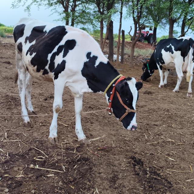 ?दुध उत्पादक  शेतकरी?