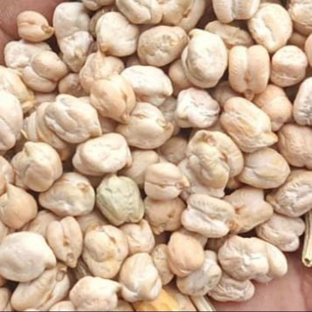 NIMAR KA KABULI 2024-2025