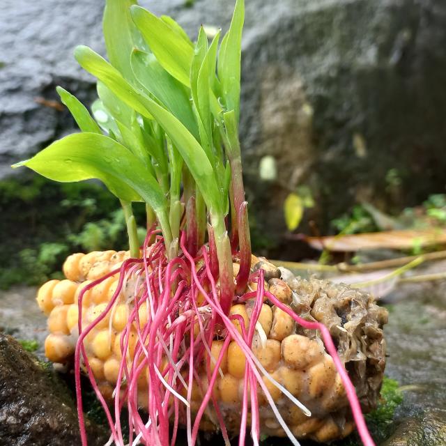 മഴ ചിത്രങ്ങൾ