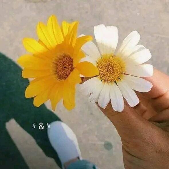 2023 සිංහල / ඉතිහාසය 10  /11🌼🧡