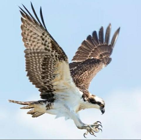 🦅उड़ान🌺युवा🕊 ग्रुप 🦇🐲