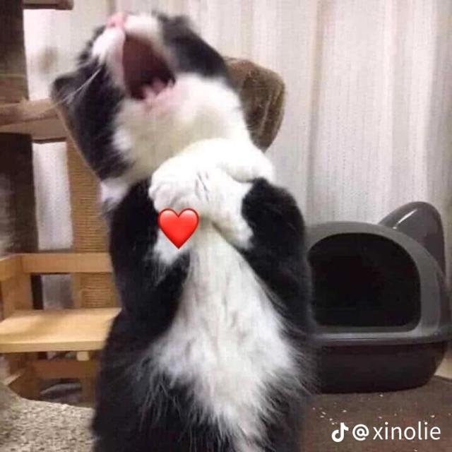 JB || RAKA X RIZZ TAMVAN||