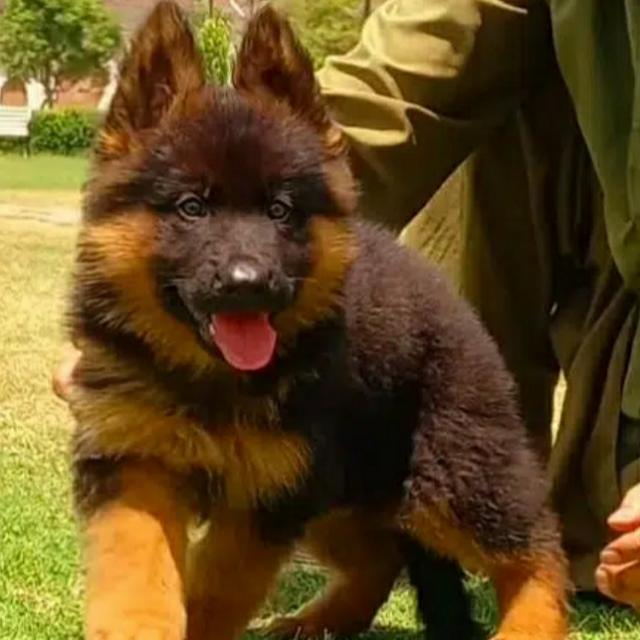 🦮🐕German Shepherd dog🐕‍🦺