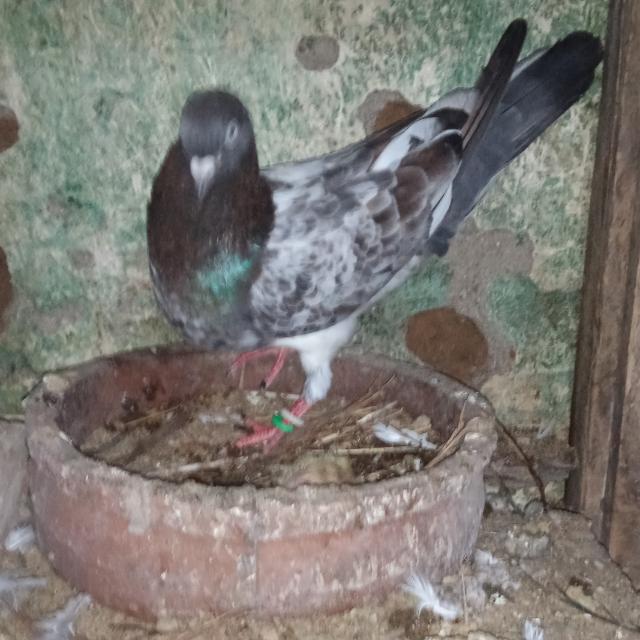 Parawi wikinimta. Ganimata anna. ??