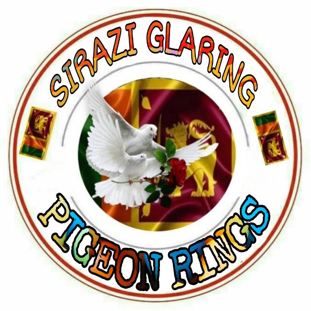 ?️Sirazi Glaring Pigeons'?