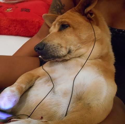 Meme_creators_universe