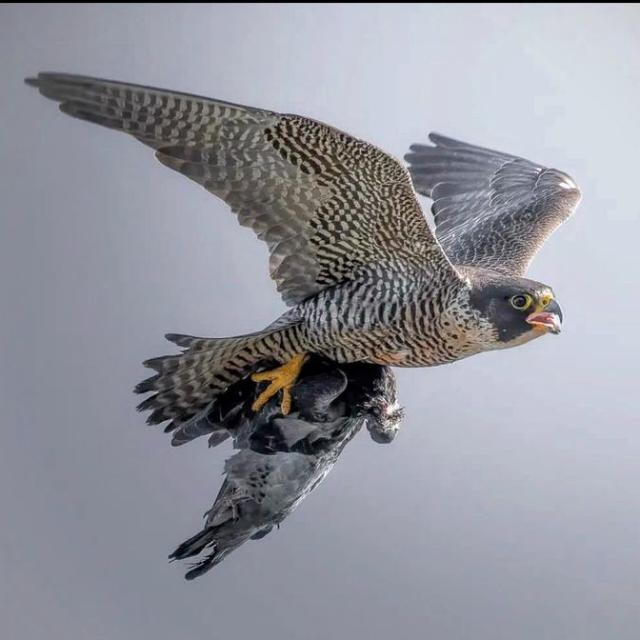 ???? ??????? ??????  ᴾᴷ ?