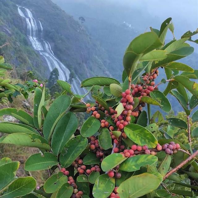 இயற்கையோடு ஒரு பயணம் திண்டுக்கல் மாவட்ட ஆண்கள் பெண்கள் மட்டும் வாங்க