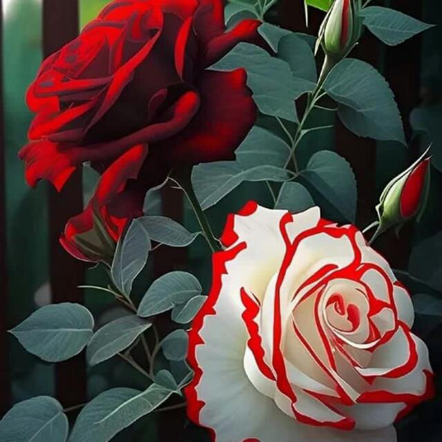 فکری روزنتون