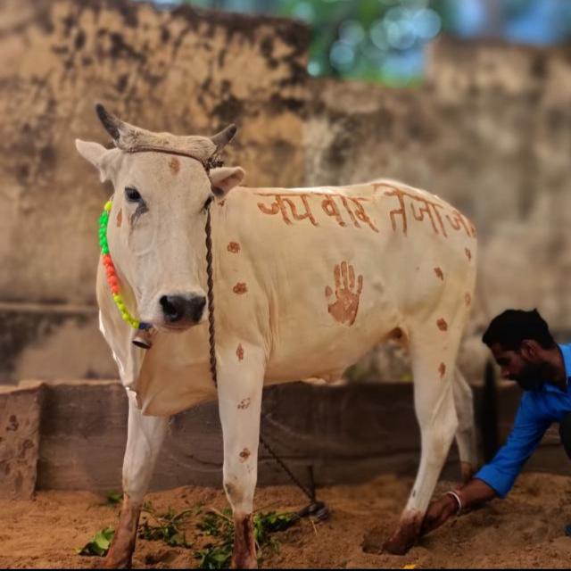 ?वीर तेजाजी गौशाला ?।।