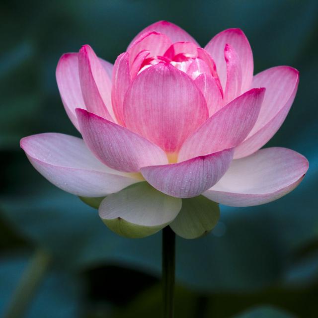 🌸 තරුණ සිතට බුදු බණ 🌸