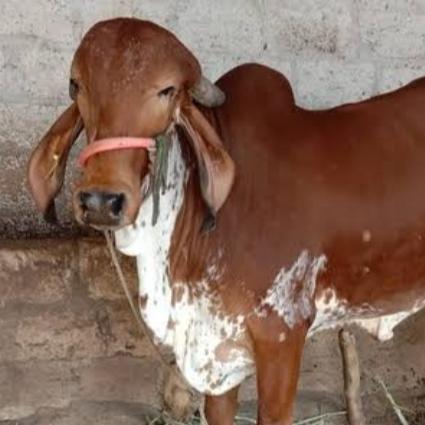 🚩ગૌવ રક્ષણ🚩