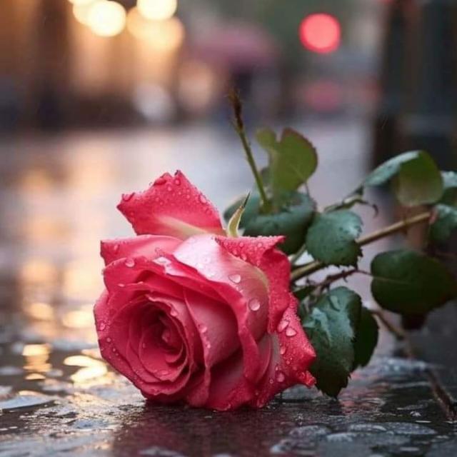 ?༺᭄???  ???۝᭄̊̊࿔࿓?