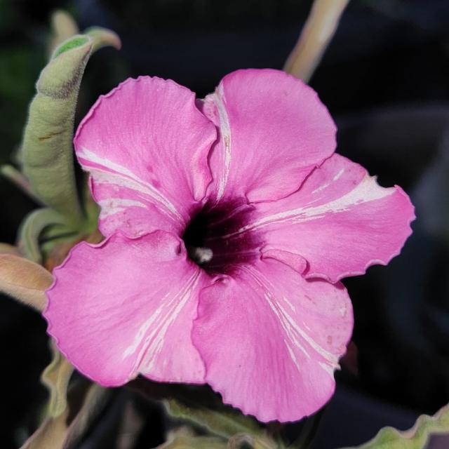 Grupo dom bem sem putaria