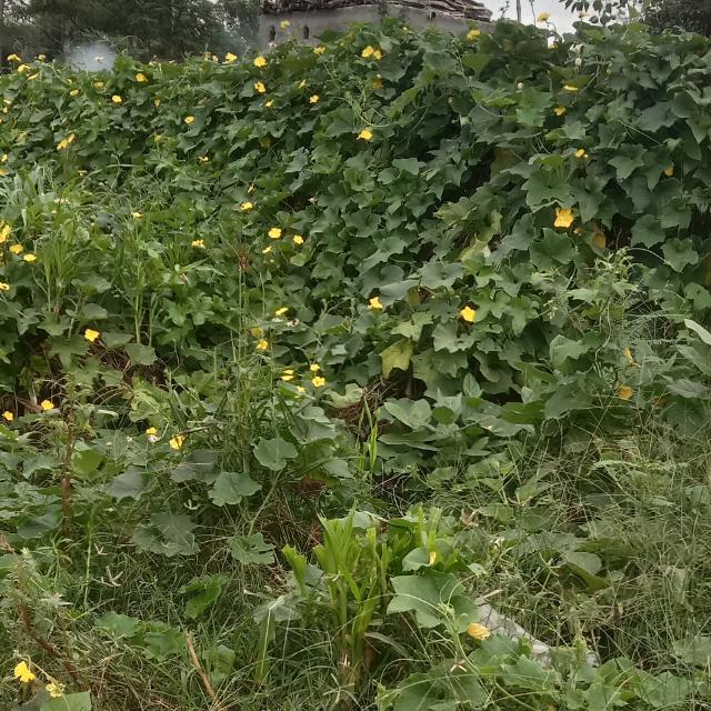 Only R J D Sarkar ?⚔️?